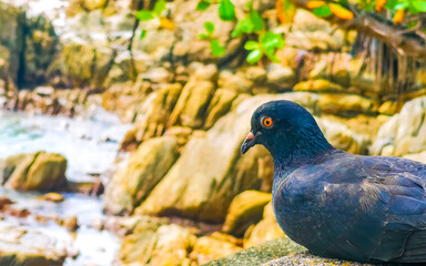 Pigeons sit on rocks by the sea beach in Thailand.