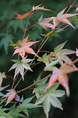 紅葉