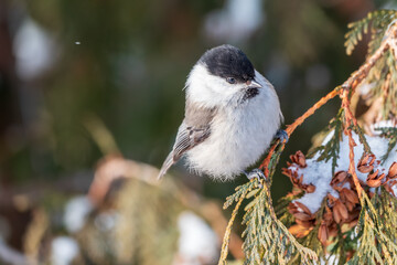 Cute bird the willow tit, song bird sitting on the fir branch with snow in winter