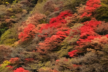 紅葉