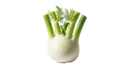 Fresh fennel bulb isolated on transparent background, a culinary herb and vegetable with a distinct anise flavor, used in various dishes and salads