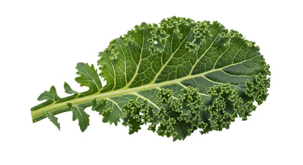Closeup of a vibrant green kale leaf, isolated on transparent background, showcasing its intricate texture and fresh appearance for healthy eating concepts