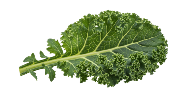 Closeup of a vibrant green kale leaf, isolated on transparent background, showcasing its intricate texture and fresh appearance for healthy eating concepts