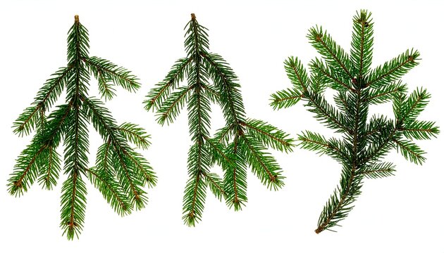 Three green evergreen tree branch clippings, isolated on white background