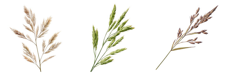 Three detailed botanical illustrations of different grass seed heads isolated on a transparent background