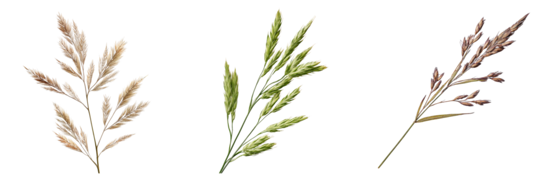 Three detailed botanical illustrations of different grass seed heads isolated on a transparent background