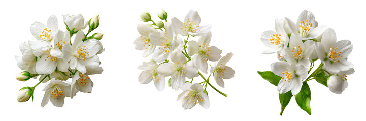 Three clusters of delicate white jasmine flowers with green leaves isolated on a transparent background