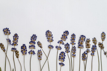 Close up of Pressed Lavender Flowers on Light Background