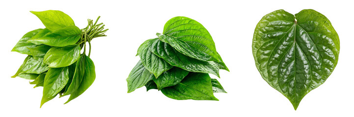 Three arrangements of vibrant green betel leaves showcasing different textures and forms isolated on a transparent background