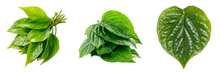 Three arrangements of vibrant green betel leaves showcasing different textures and forms isolated on a transparent background