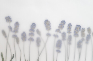 Close up of Pressed Lavender Flowers on Light Background