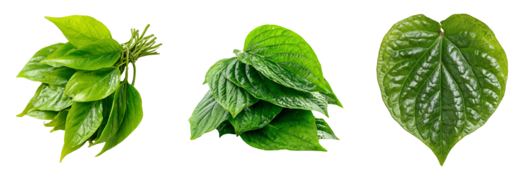 Three arrangements of vibrant green betel leaves showcasing different textures and forms isolated on a transparent background