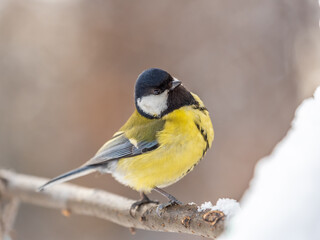Cute bird Great tit, songbird sitting on a branch without leaves in the autumn or winter.
