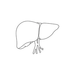  illustration of a human liver anatomy organ