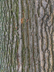 Bark texture and background of a old tree trunk. Detailed bark texture.