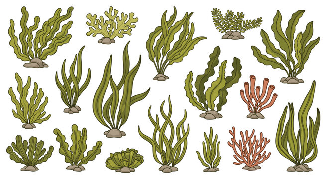 A collection of diverse underwater plants, including various green seaweeds, kelp, and red corals, depicted in a charming cartoon style.