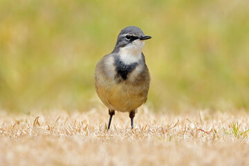 A Cape wagtail (Motacilla capensis) standing on grass, South Africa