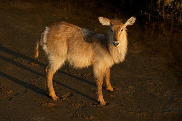 A female waterbuck (Kobus ellipsiprymnus) in late afternoon light, Kruger National Park, South Africa
