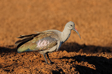 A hadeda ibis (Bostrychia hagedash) standing in natural habitat, South Africa