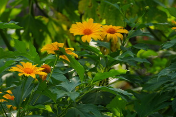 Pair of Golden Yellow Tithonia Diversifolia Blossoms in Deep Green
