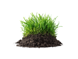 Lush green grass clump growing from rich dark soil dirt, Isolated, Png Transparent Background