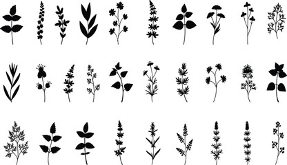Set of botanical herb and flower silhouette vector graphics, wild floral plant leaves, vintage medicinal foliage nature clipart illustration collection. © jamiul