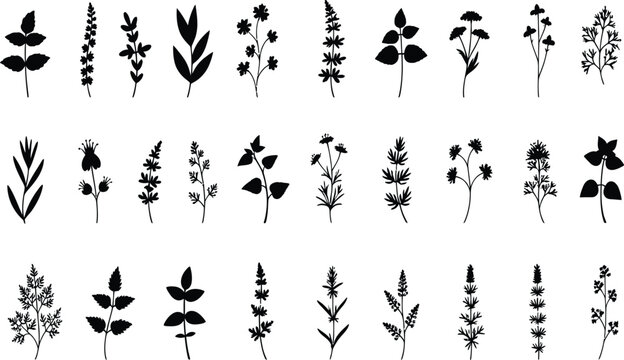 Set of botanical herb and flower silhouette vector graphics, wild floral plant leaves, vintage medicinal foliage nature clipart illustration collection.