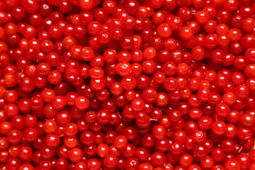 Texture of fresh viburnum berries as background