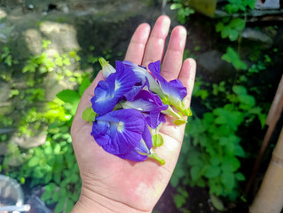 Hand Holding Vibrant Purple Flowers in Outdoor Garden Setting