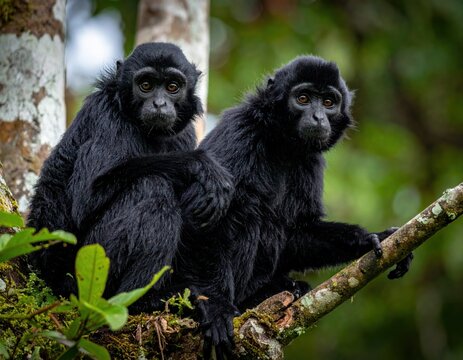 Two primates with black fur sit together on a tree branch, observing