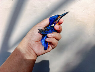 Vibrant Blue Bird Held in Hand in Sunlight Outdoors