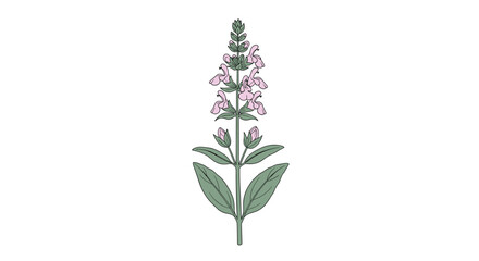 A delicate botanical illustration depicting a flowering sage plant with vibrant pink blossoms and lush green foliage, isolated on white.