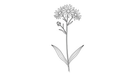 A black and white botanical line art illustration of a wild daisy-like flower with multiple blooms and a bud, featuring long slender leaves.