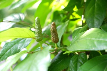 Long peppers that are about to ripen