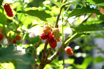 Raw mulberry hanging from the tree.