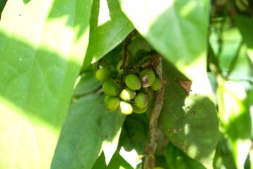 lose-Up of Yanang Plant Seeds – Tropical Medicinal Vine