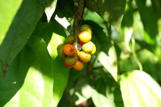 Fresh Yanang Seeds from Tiliacora triandra &ndash; Herbal Ingredient