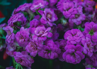 purple flowers