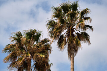 palm trees against blue sky with some clouds
