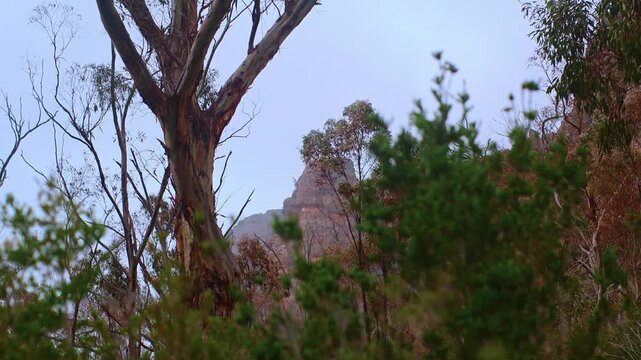 Rocky Cliff Face Pulls into Focus through branches, Mt Arapiles.