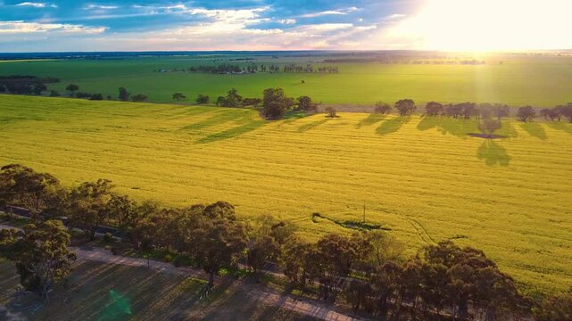 Golden Rays of Sunset Illuminate Yellow Conola Field, Aerial Fly Forward.