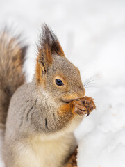 The squirrel in winter sits on white snow.