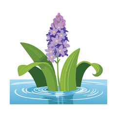 Single Water Hyacinth Plants with Bright Flower and Green Leaves