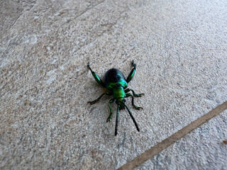 Sagra buqueti on a tiled floor