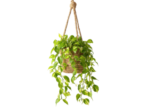 Lush green plant with variegated leaves in a woven pot hanging by rope image, Isolated, Png Transparent Background