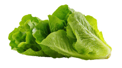 Fresh green romaine lettuce healthy vegetable food. Crisp raw salad ingredient isolated for clean organic diet presentation