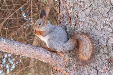The squirrel with nut sits on tree in the winter or late autumn