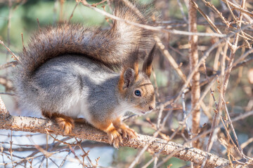 The squirrel sits on a branches without leaves in the winter or autumn