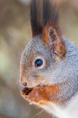 The squirrel with nut sits on tree in the winter or late autumn