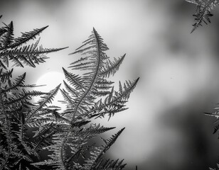 Naklejka premium Black and White Frosted Leaf Branch Macro with Soft Background Blur and Delicate Winter Texture